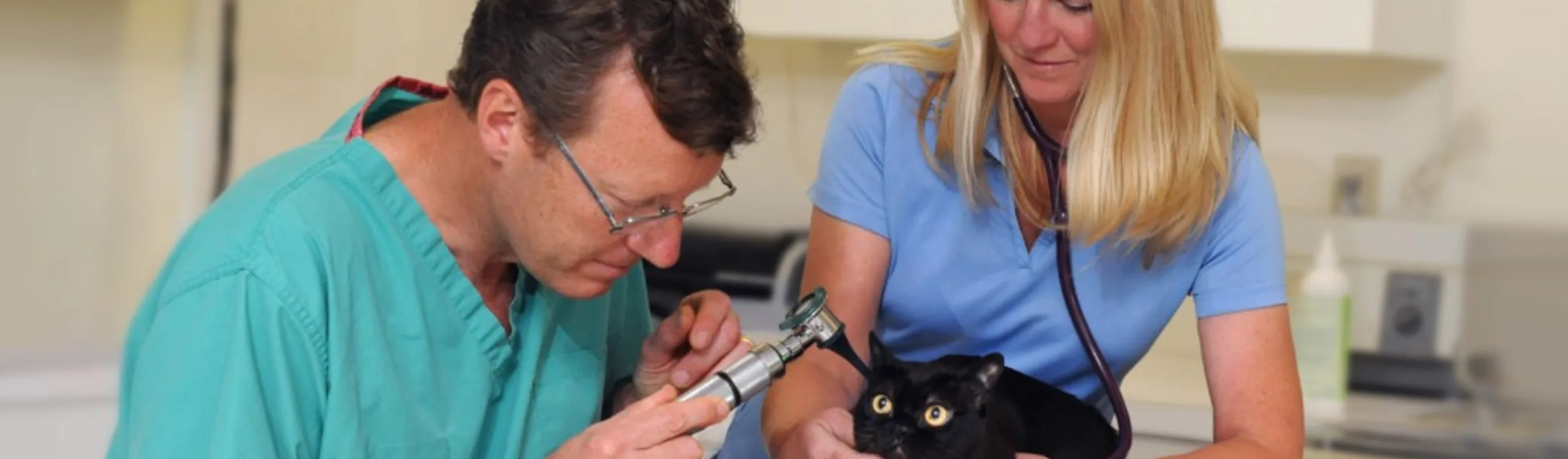 Dr. and Staff Member Examining Small Black Cat
